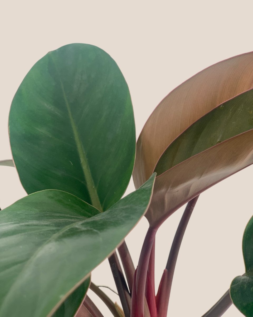 Philodendron Rojo Congo (Red Gongo) - grow pot - Just plant - Tumbleweed Plants - Online Plant Delivery Singapore