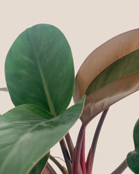 Philodendron Rojo Congo (Red Gongo) - grow pot - Just plant - Tumbleweed Plants - Online Plant Delivery Singapore
