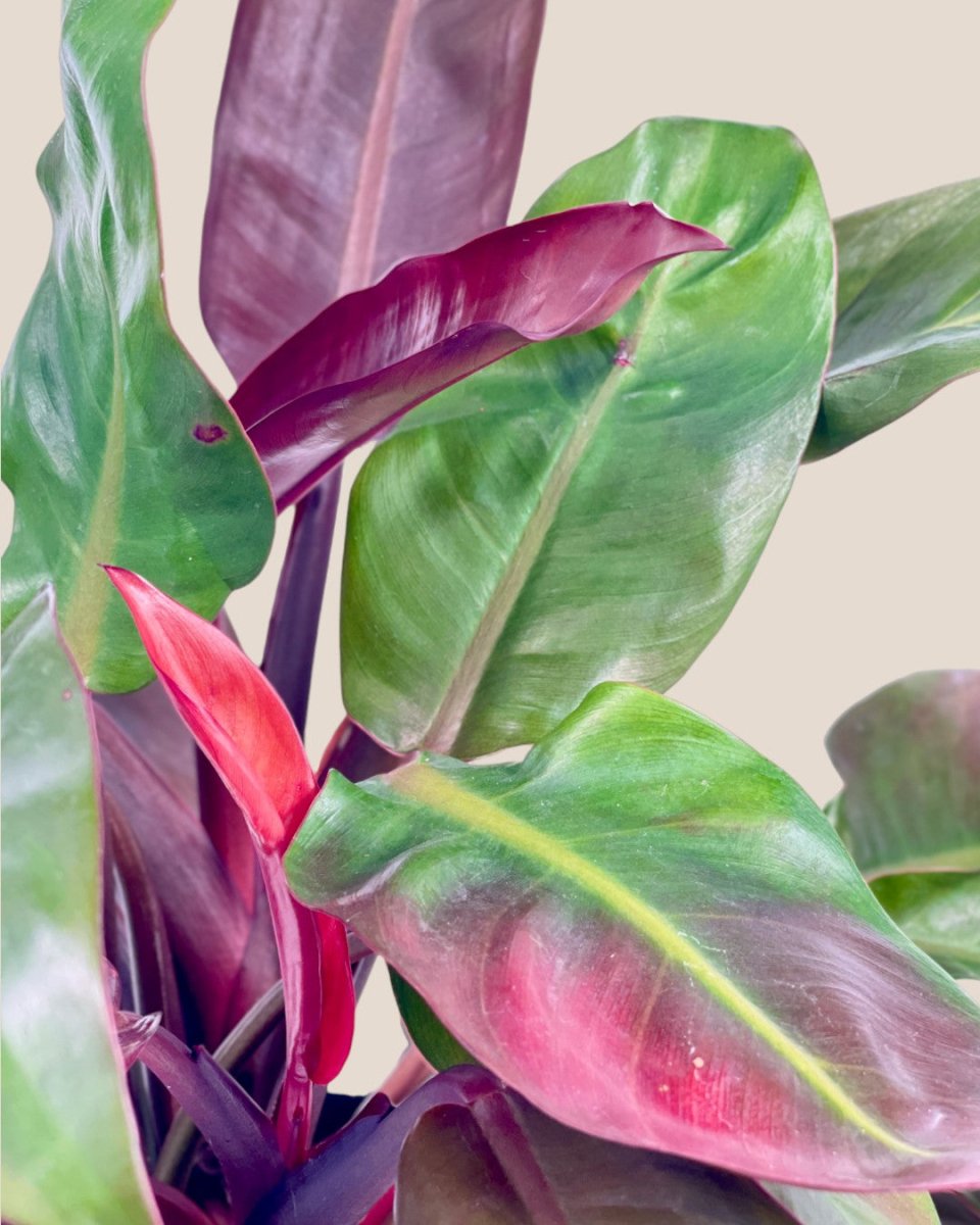 Philodendron Red Sun - grow pot - Potted plant - Tumbleweed Plants - Online Plant Delivery Singapore
