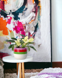 Philodendron White Congo paired with poppy planter