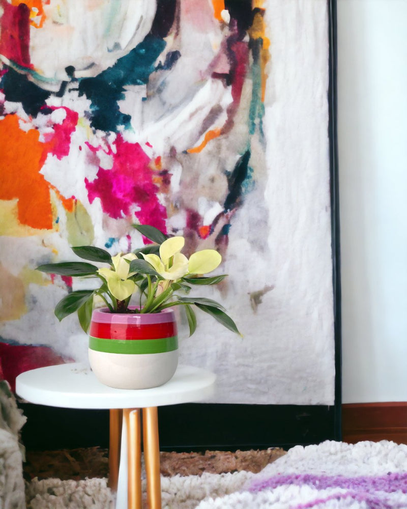 Philodendron White Congo paired with poppy planter