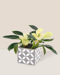Philodendron White Congo paired with cement cube
