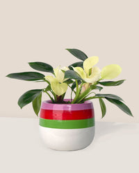 Philodendron White Congo paired with poppy planter