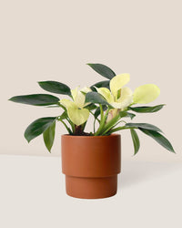 Philodendron White Congo paired with plinth pots - chestnut/large