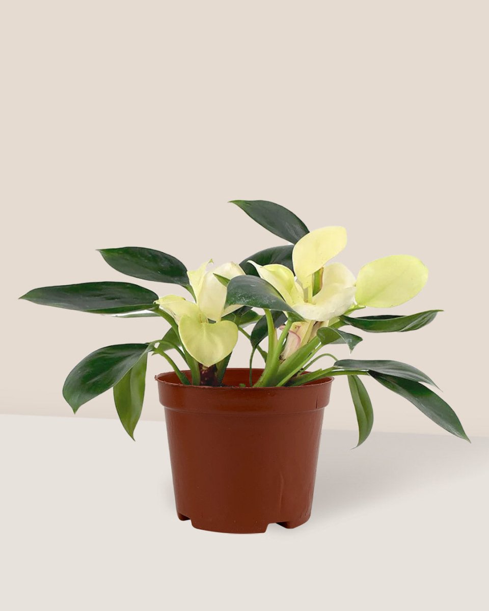 Philodendron White Congo in a grow pot