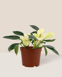 Philodendron White Congo in a grow pot