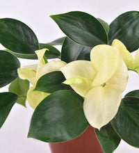 Philodendron White Congo