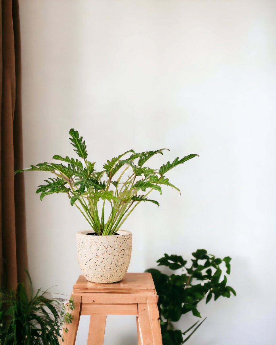 Philodendron Xanadu paired with Egg Pot - white