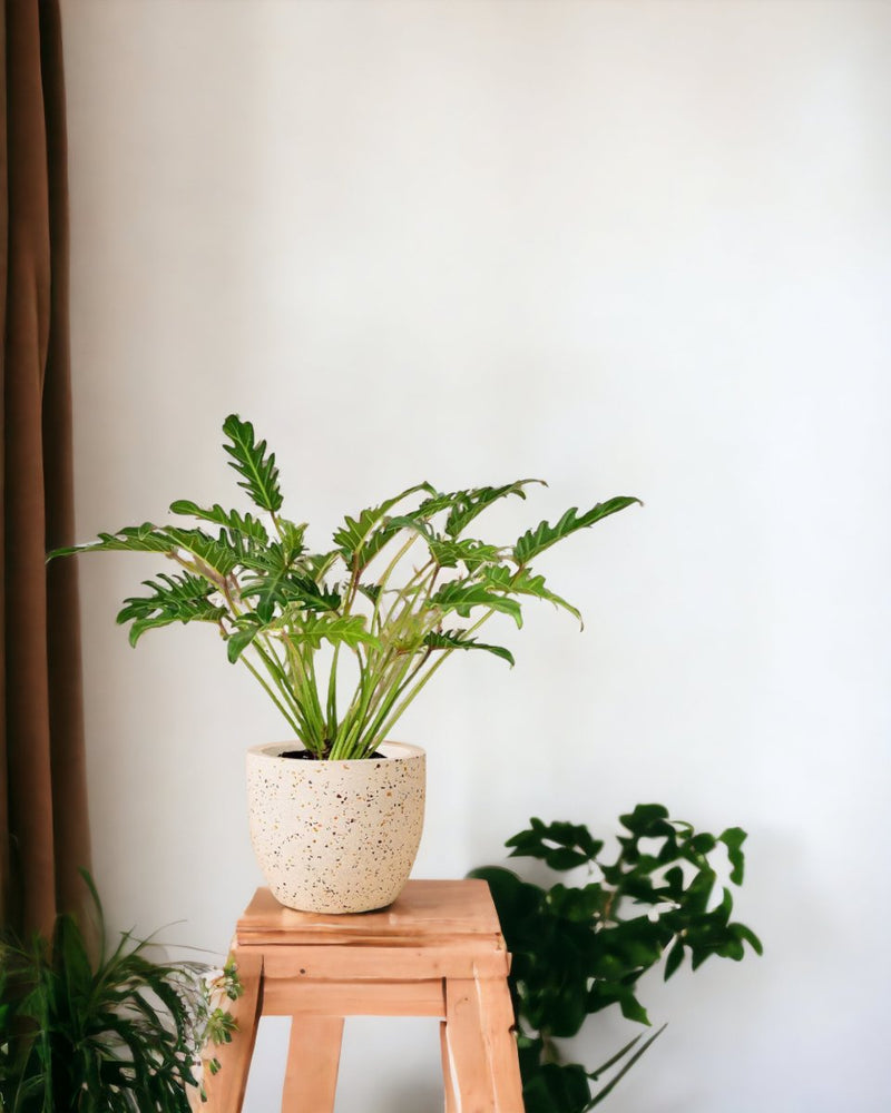 Philodendron Xanadu paired with Egg Pot - white