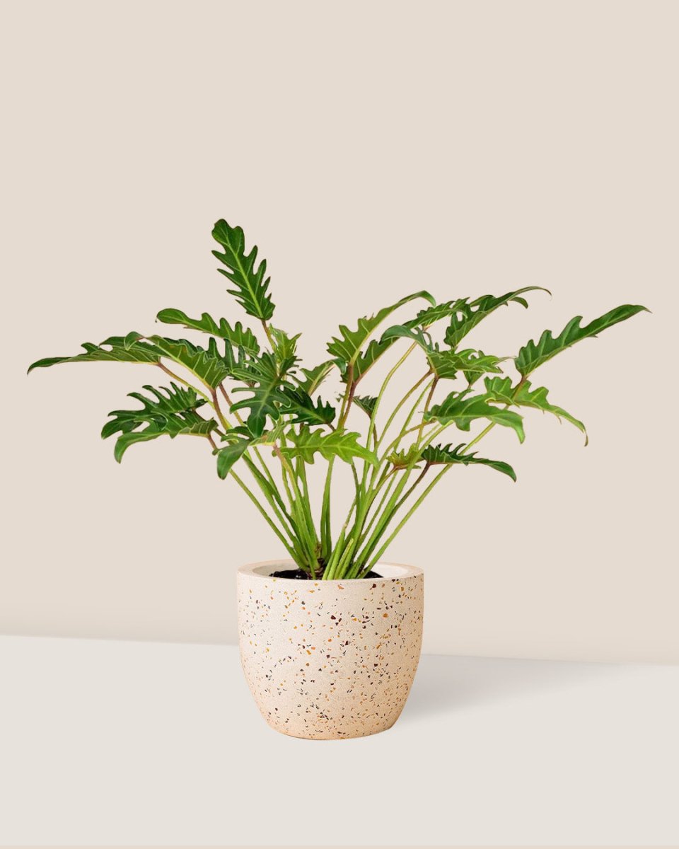 Philodendron Xanadu paired with Egg Pot - white