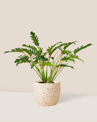 Philodendron Xanadu paired with Egg Pot - white