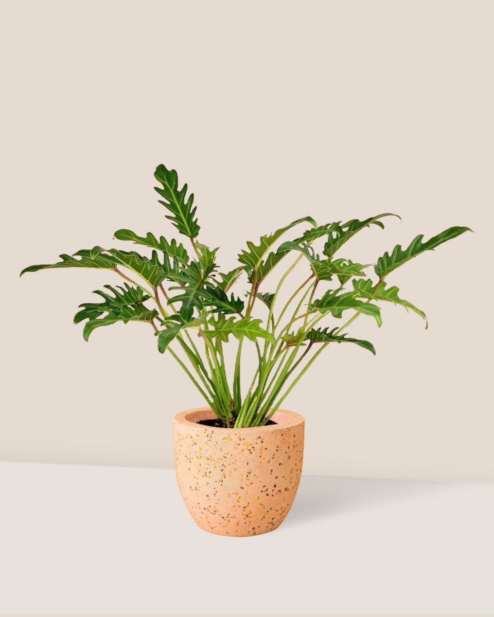 Philodendron Xanadu paired with Egg Pot - pink