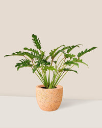 Philodendron Xanadu paired with Egg Pot - pink