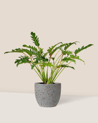 Philodendron Xanadu paired with Egg Pot - grey