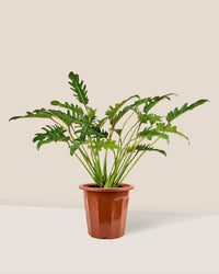 Philodendron Xanadu in a grow pot