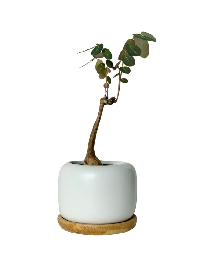 Phyllanthus Mirabilis (Japan) - Gifting plant - Tumbleweed Plants - Online Plant Delivery Singapore