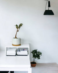 Phyllanthus Mirabilis (Japan) - Gifting plant - Tumbleweed Plants - Online Plant Delivery Singapore