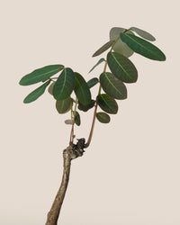 Phyllanthus Mirabilis (Japan) - Gifting plant - Tumbleweed Plants - Online Plant Delivery Singapore