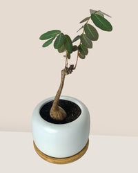 Phyllanthus Mirabilis (Japan) - Gifting plant - Tumbleweed Plants - Online Plant Delivery Singapore