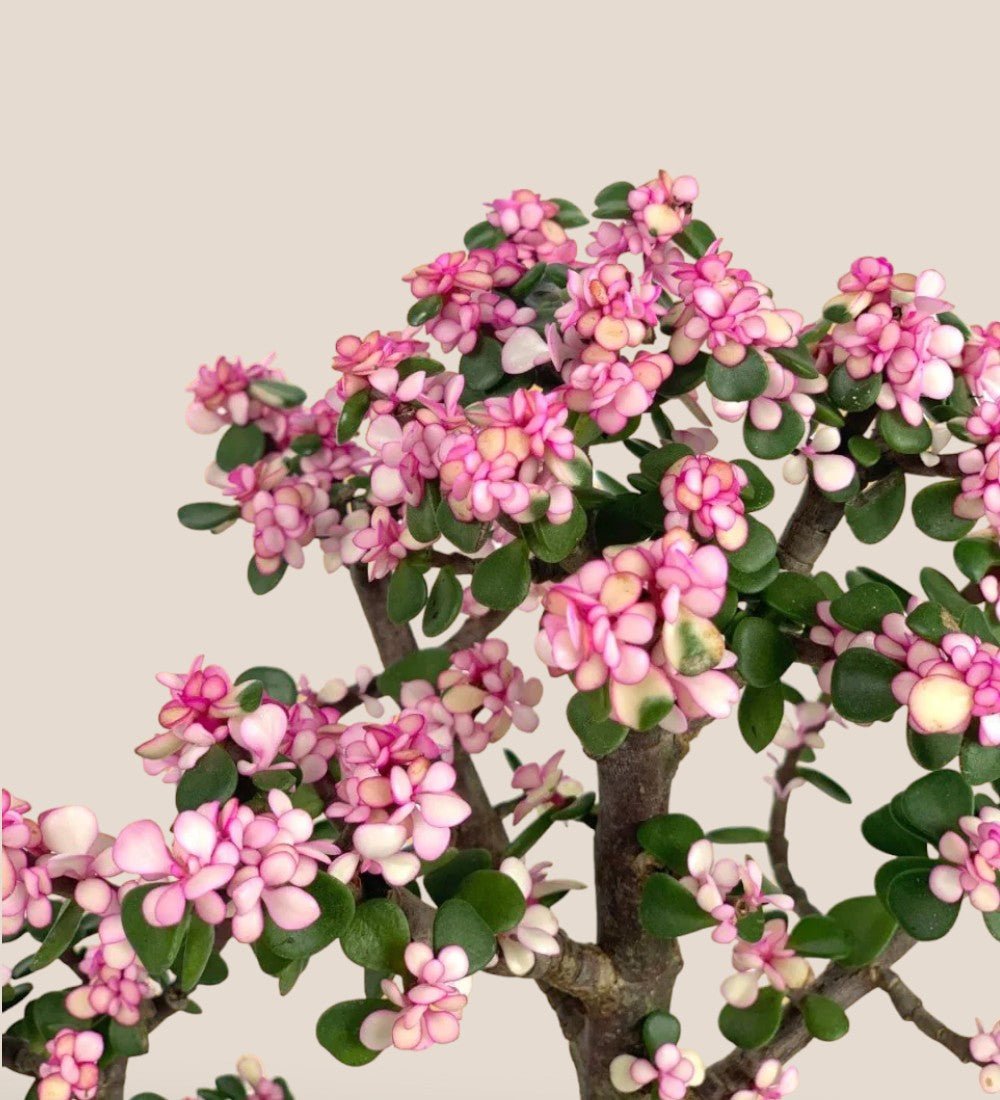 Pink Jade Bonsai Tree - loreto planters - large/apricot - Potted plant - Tumbleweed Plants - Online Plant Delivery Singapore