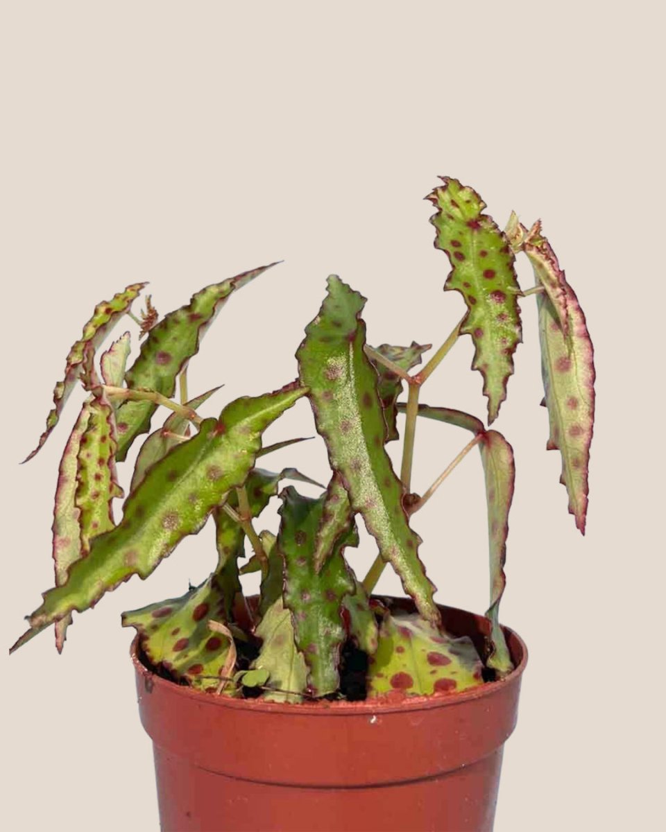 Pink Spotted Begonia in a grow pot