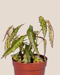 Pink Spotted Begonia in a grow pot