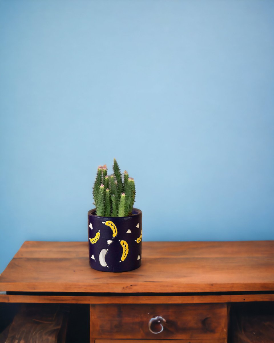 Pink Tip Succulent paired with banana pot - blue