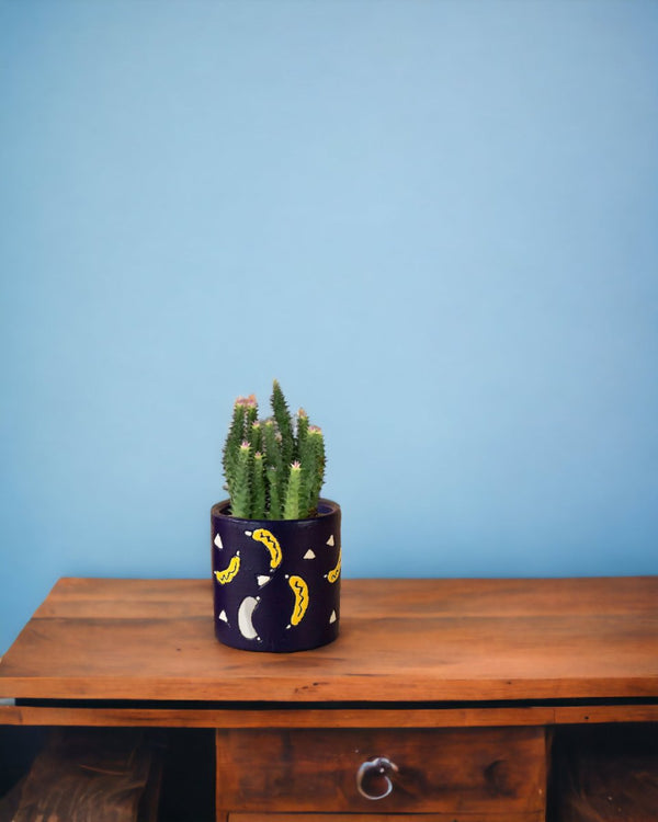Pink Tip Succulent paired with banana pot - blue