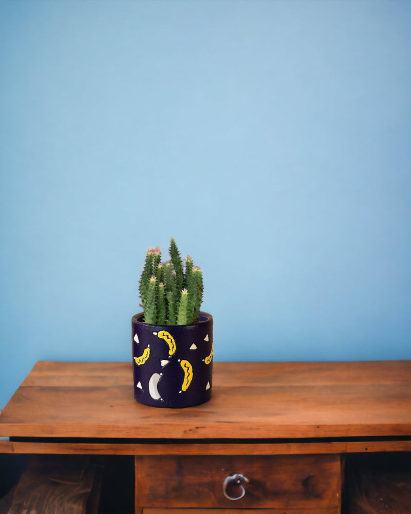 Pink Tip Succulent paired with banana pot - blue