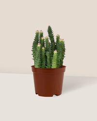 Pink Tip Succulent in a grow pot