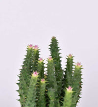 Pink Tip Succulent