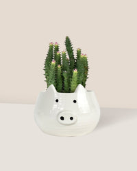 Pink Tip Succulent paired with piggy planter