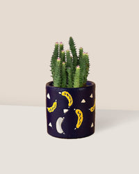 Pink Tip Succulent paired with banana pot - blue