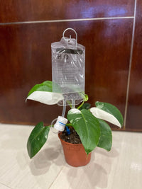 Plant Water IV Bag - 500 ml - Tumbleweed Plants - Online Plant Delivery Singapore