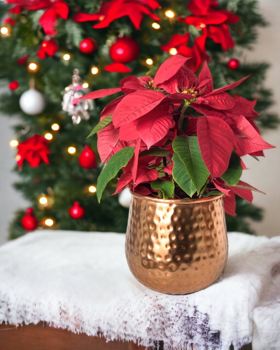 Poinsettia - garath planter - Potted plant - Tumbleweed Plants - Online Plant Delivery Singapore