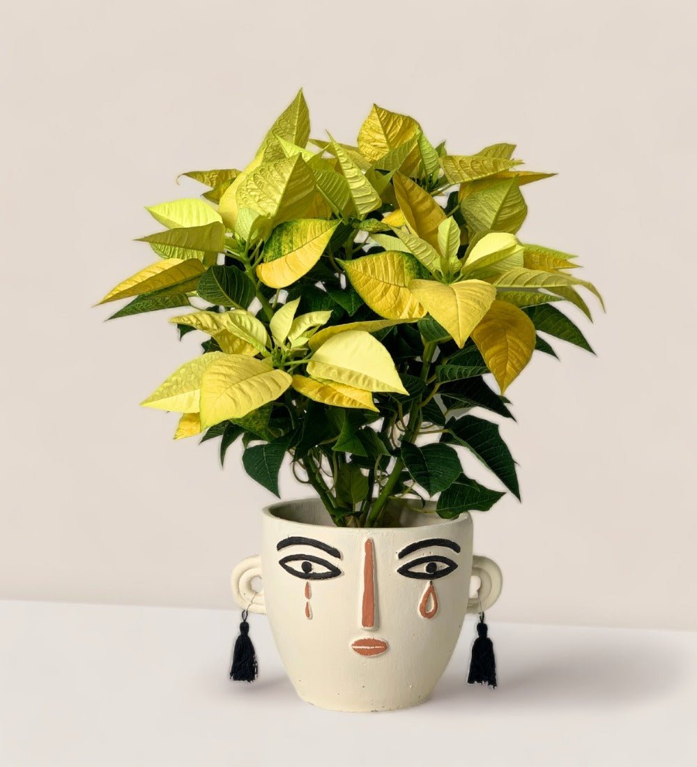 Poinsettia - polly planter - white/short - Potted plant - Tumbleweed Plants - Online Plant Delivery Singapore