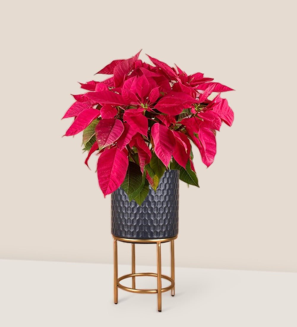 Poinsettia - diamond stands (small) - Potted plant - Tumbleweed Plants - Online Plant Delivery Singapore
