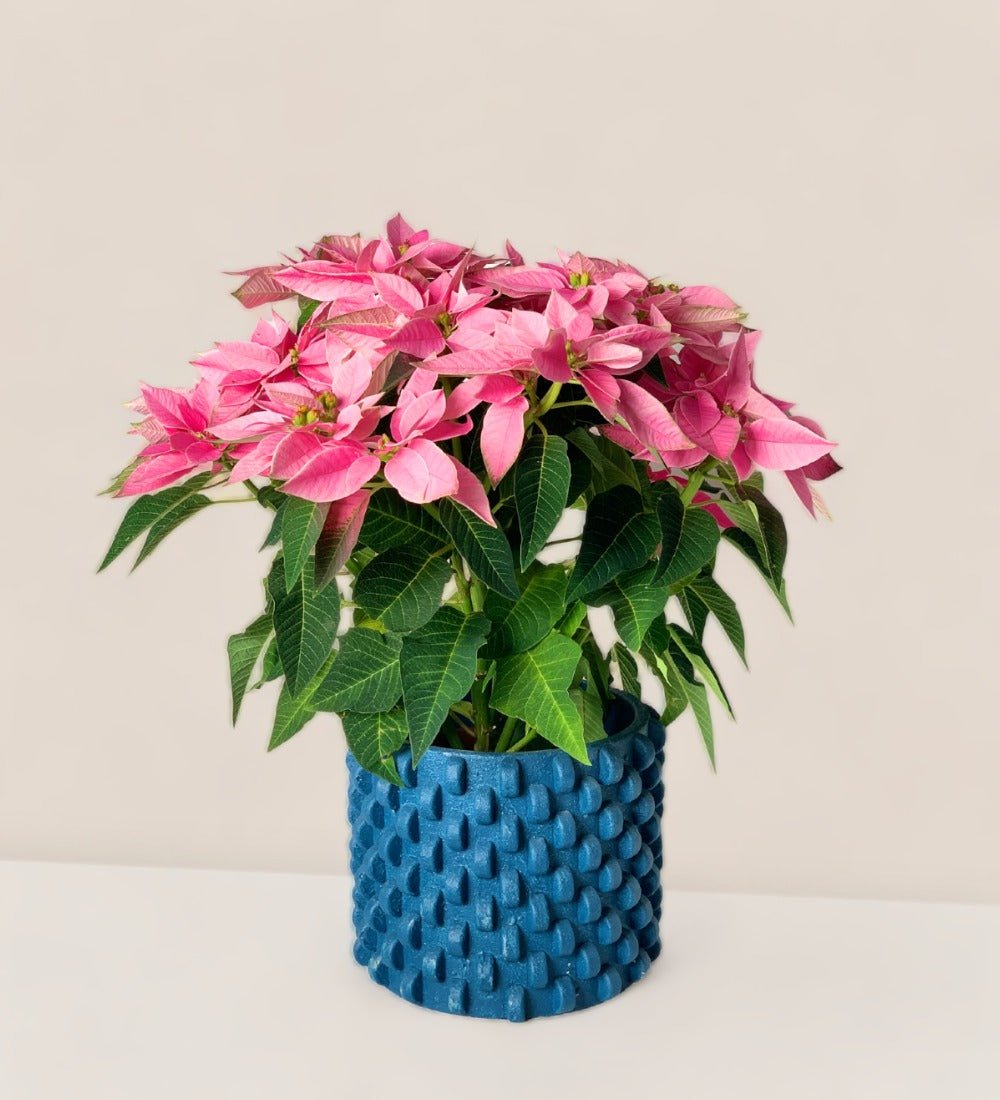 Poinsettia - carter planter - large - Potted plant - Tumbleweed Plants - Online Plant Delivery Singapore