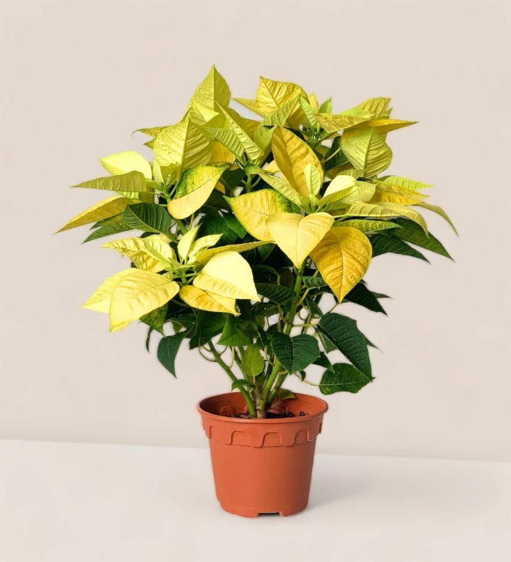 Poinsettia - grow pot - Potted plant - Tumbleweed Plants - Online Plant Delivery Singapore
