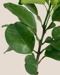 Pomelo Tree (75 cm) - mid century stand - small/black - Potted plant - Tumbleweed Plants - Online Plant Delivery Singapore