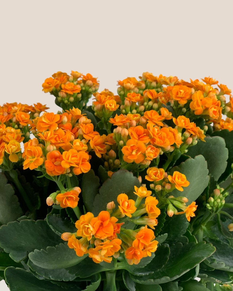 Poppy Kalanchoe - bauble planter - jade green - Potted plant - Tumbleweed Plants - Online Plant Delivery Singapore