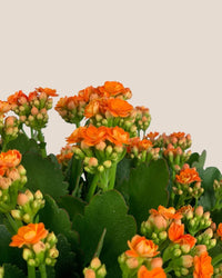 Poppy Kalanchoe - bauble planter - jade green - Potted plant - Tumbleweed Plants - Online Plant Delivery Singapore