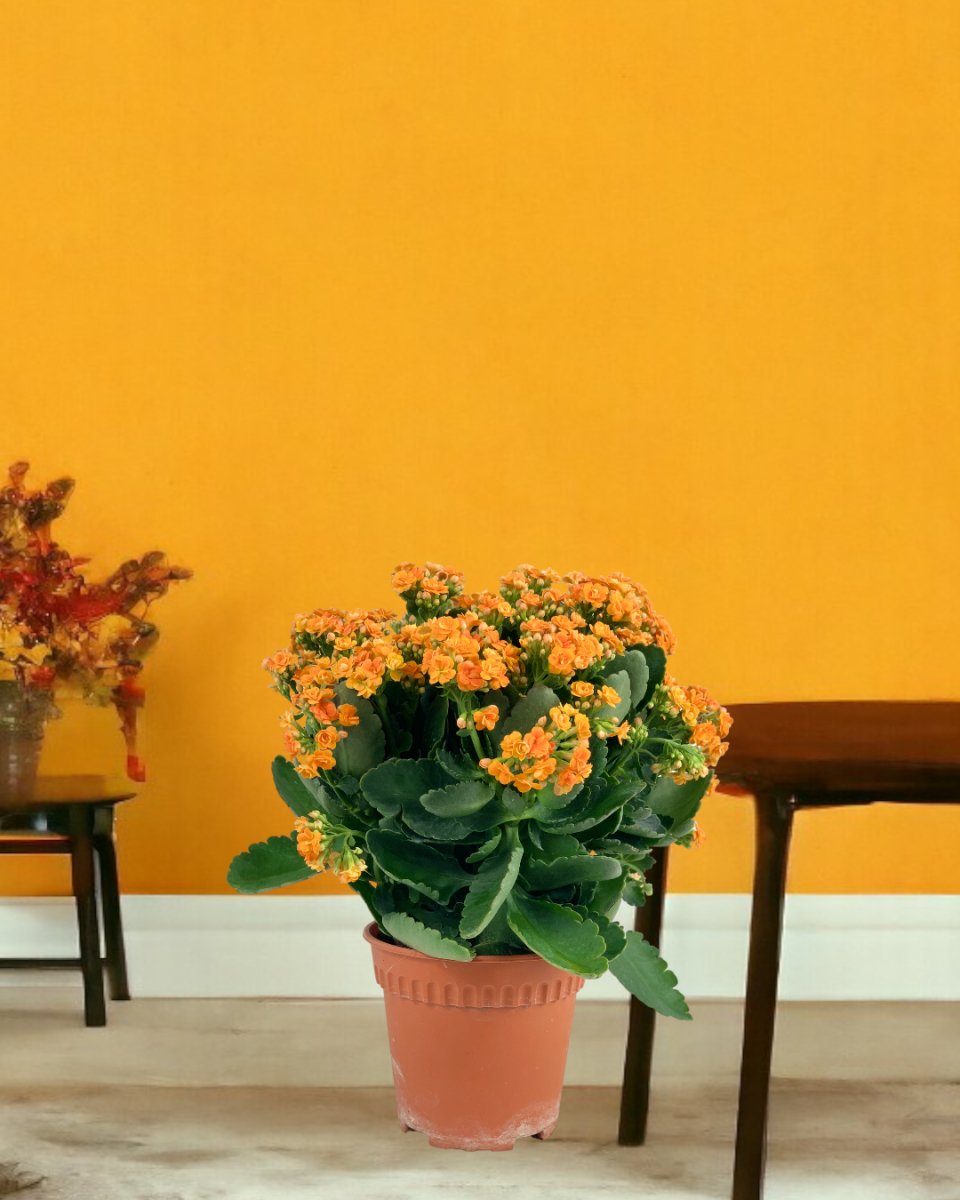 Poppy Kalanchoe - grow pot - Potted plant - Tumbleweed Plants - Online Plant Delivery Singapore