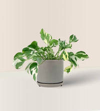 Pothos N'Joy paired with little cylinder grey with tray