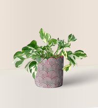 Pothos N'Joy paired with jacopo planter - 11cm