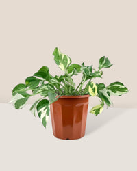 Pothos N'Joy in a grow pot
