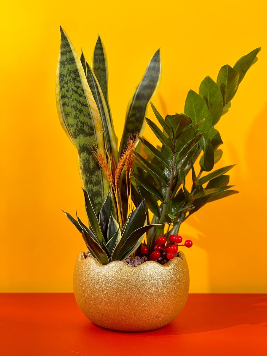 Prosperity Plant Arrangement in Golden Egg Pot (Large) - Gifting plant - Tumbleweed Plants - Online Plant Delivery Singapore