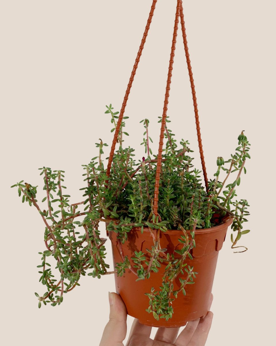 Purple Rice 'Portulaca Gilliesii' - grow pot - Potted plant - Tumbleweed Plants - Online Plant Delivery Singapore