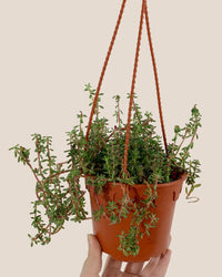 Purple Rice 'Portulaca Gilliesii' - grow pot - Potted plant - Tumbleweed Plants - Online Plant Delivery Singapore