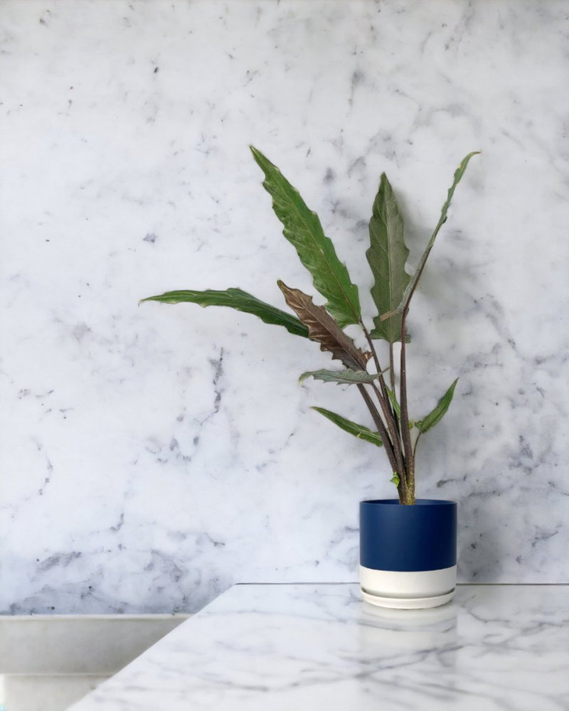 Purple Sword Plant - plastic pot - Just plant - Tumbleweed Plants - Online Plant Delivery Singapore